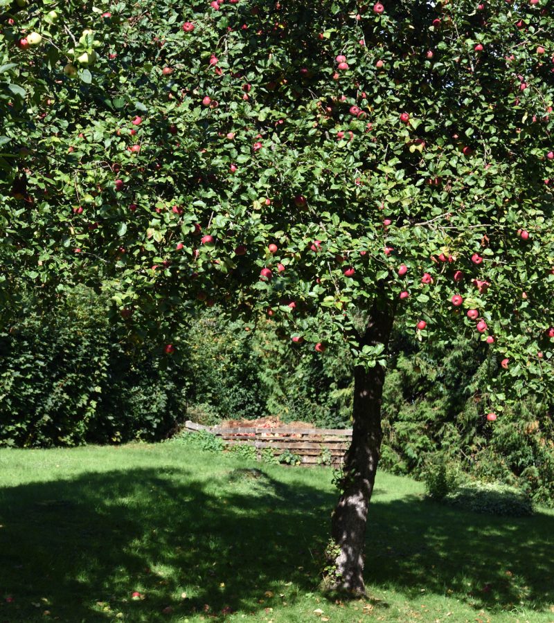 Obstbaumschnitt Baumpflege Krefeld