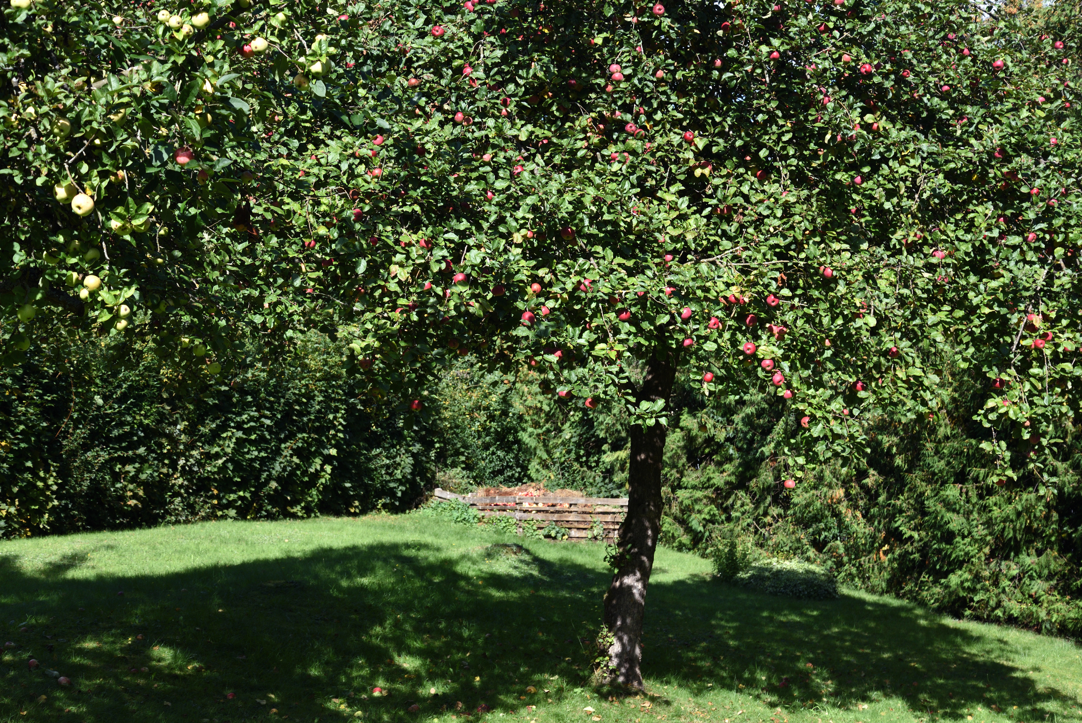 Obstbaumschnitt Baumpflege Krefeld